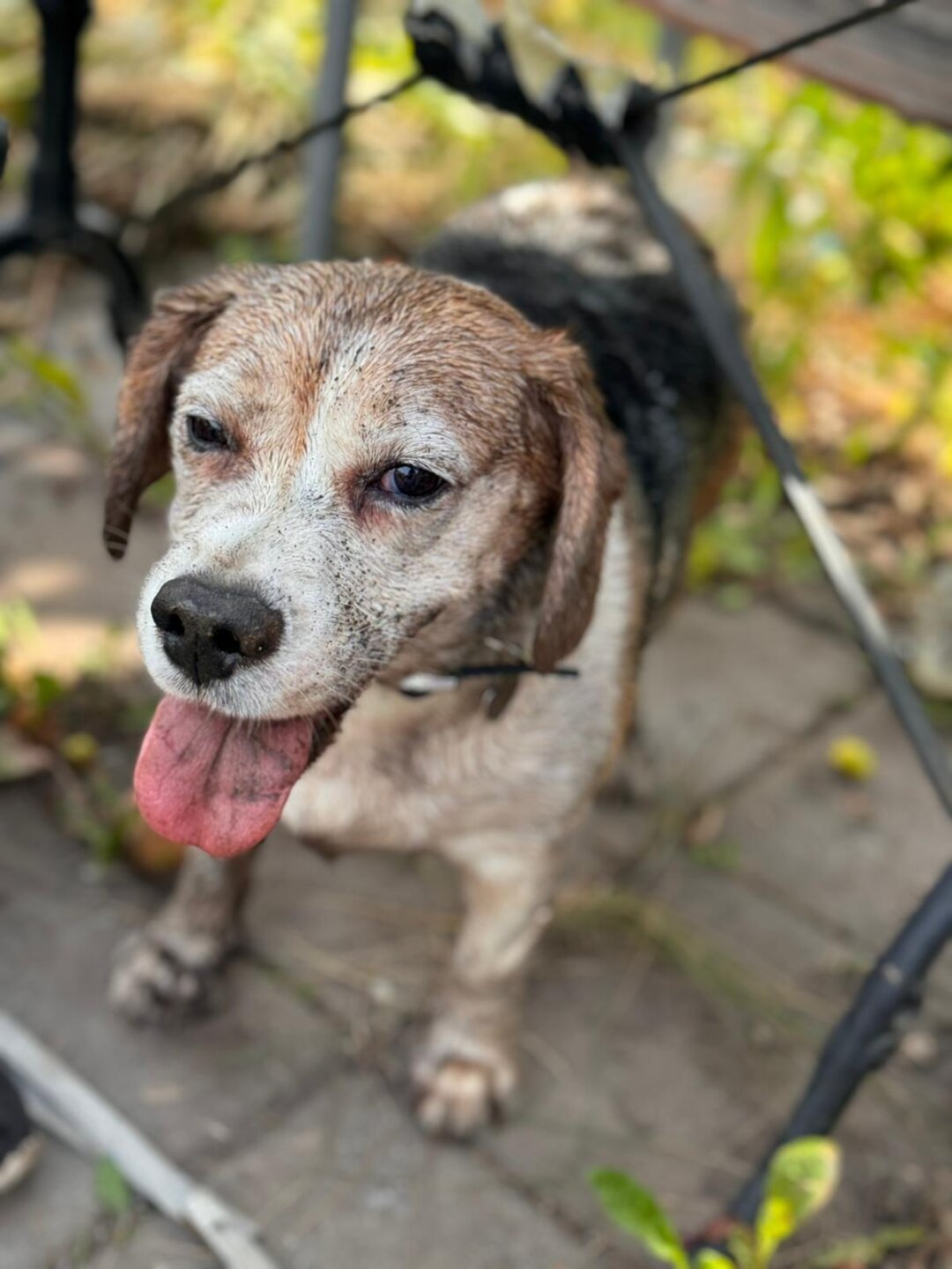 Eigentlich wollten wir bei der Hitze den Hund abk&uuml;hlen im Garten, nunja mit graben hat sie es uns gedankt