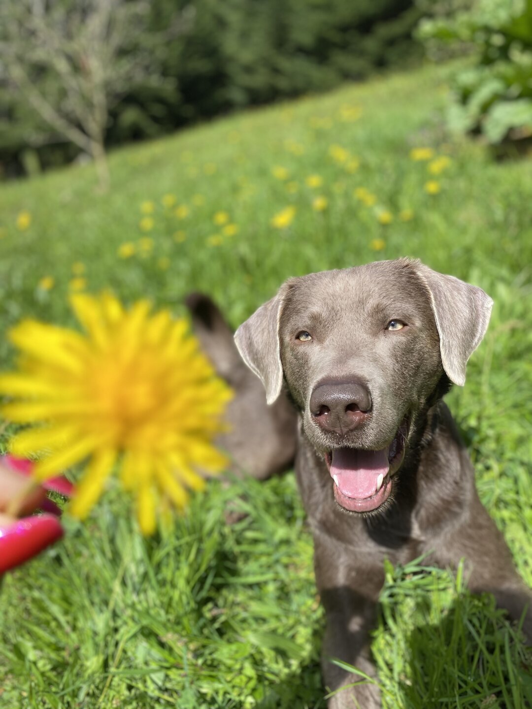 &bdquo;Ein Haus ohne Hund ist wie ein Garten ohne Blumen. &ldquo;