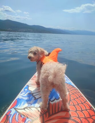 Elli ist sogar auf dem Wasser ein treues Hundem&auml;dchen. In Istrien fl&uuml;chtet sie jedes Jahr mit uns aufs Meer.