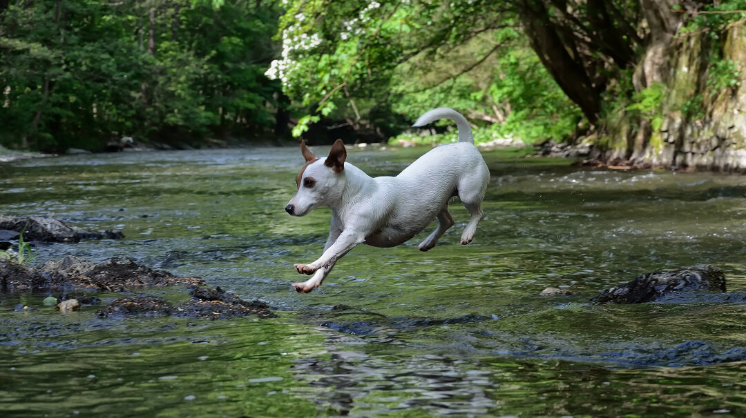 Das war Justy, wir waren 15 Jahre zusammen 24/7. Sie liebte den Sommer. Ein Haustier ist Familienmitglied. Sie geben einen soviel Liebe. Leider ist sie vor 2 Jahren gestorben, aber immer in unseren Herzen .