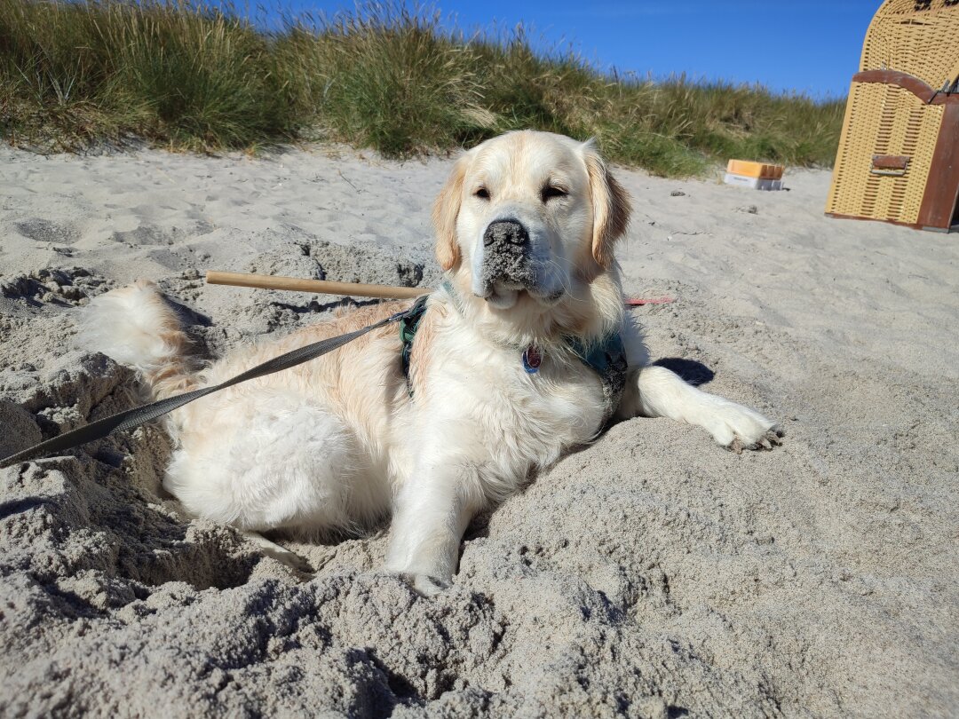 Unser Jack liebt das Wasser und den Sand. Und somit den Sommer. Erst tiefe L&ouml;cher in den Sand buddeln,dann sich hineinlegen ,und dann ein erfrischendes Bad im Wasser nehmen.