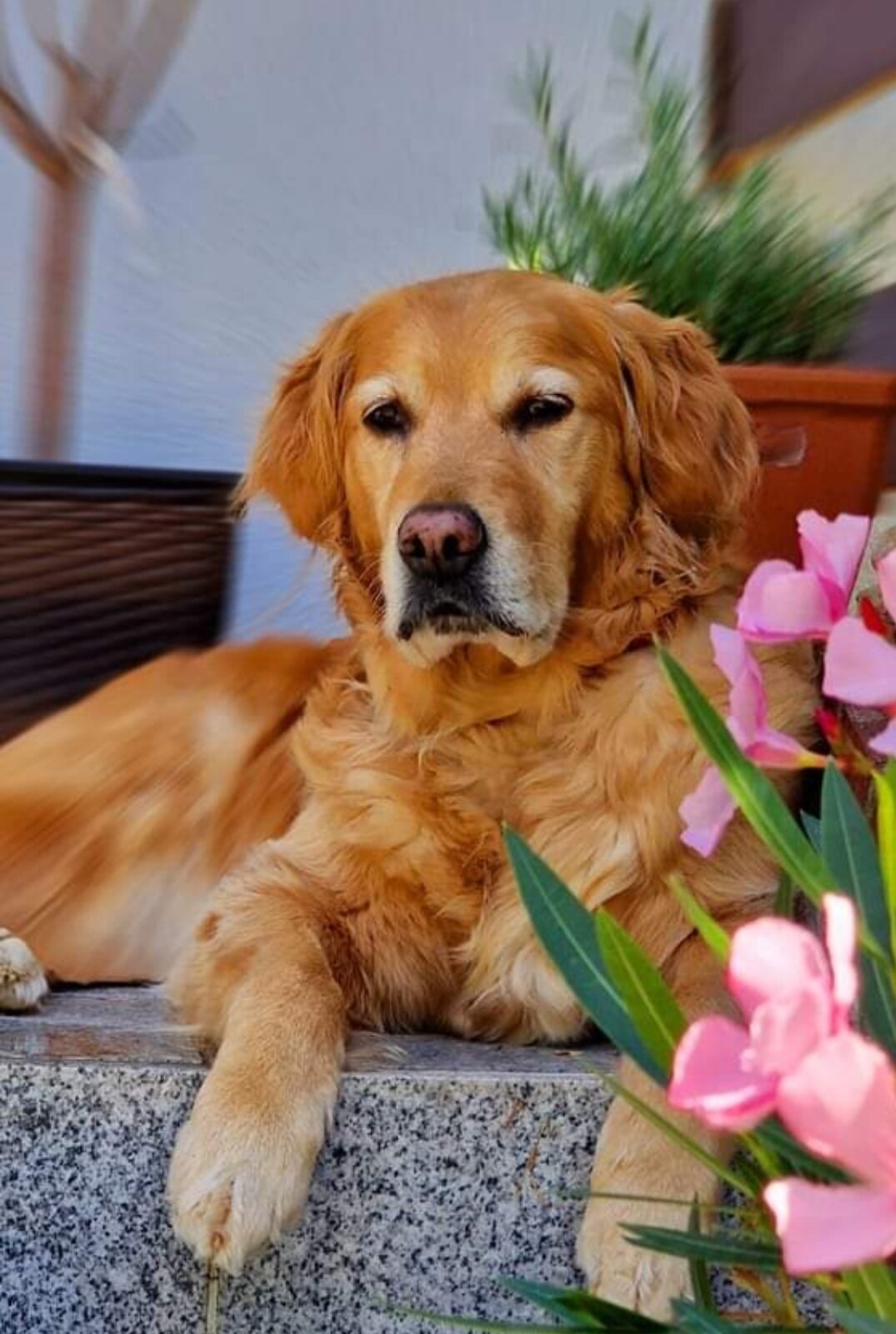 Meine Amy, 12, 9 Jahre immer an meiner Seite. Trotz schwerer OP, ist sie immer noch fit und wird im September 13 Jahre. <br />
Sie ist &uuml;berall dabei und das liebste Hundem&auml;dchen der Welt.