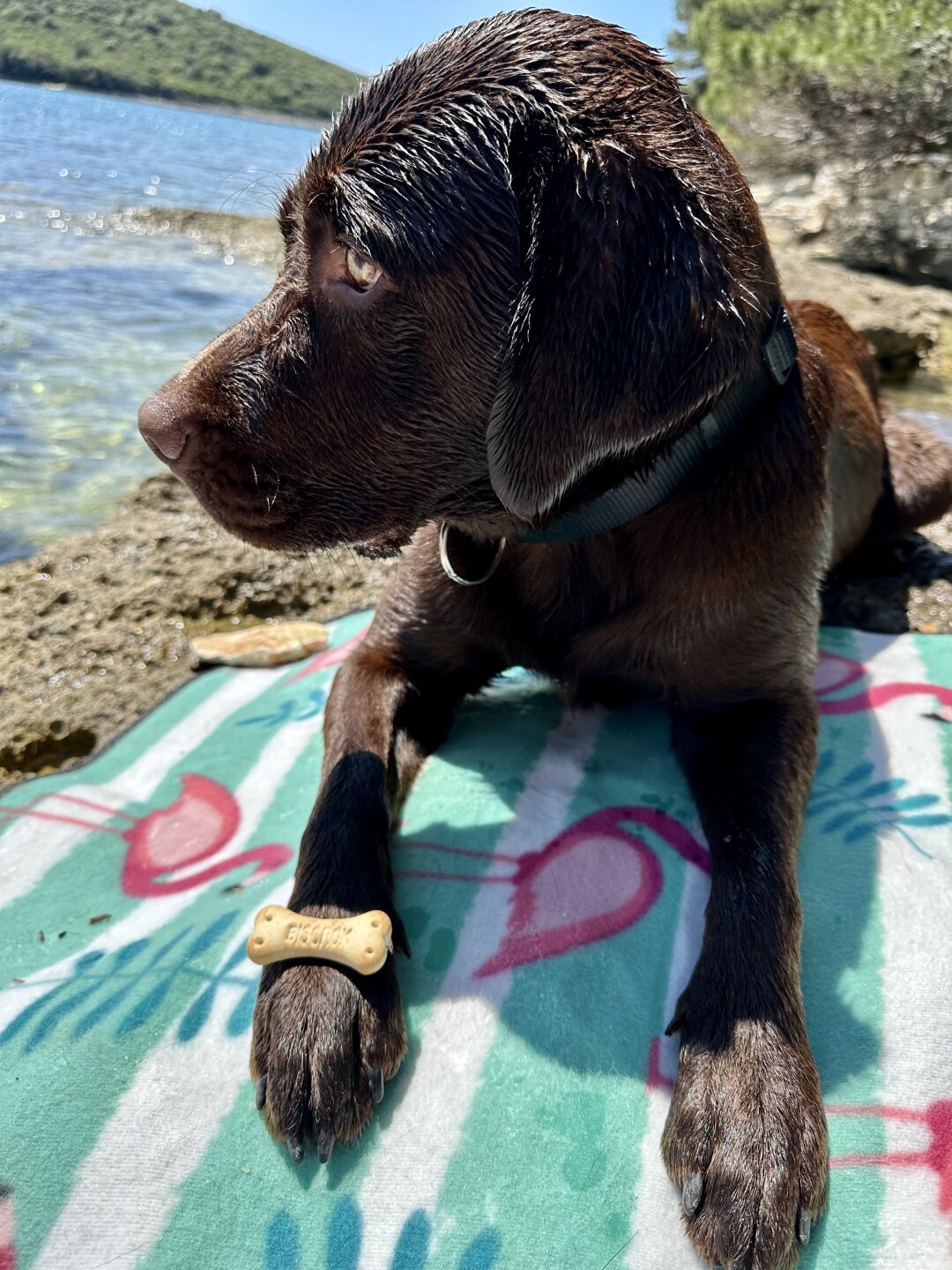 Unsere Mila liebt Wasser, Vorallem im Sommer wenn es so warm ist. Da geh&ouml;rt wirklich jede kleine Pf&uuml;tze wo etwas Wasser drin ist ihr. <br />
Aber noch lieber mag sie es richtig zu schwimmen, da ist sie auch schon viel rumgekommen z.b in der Adria oder im Gardasee.