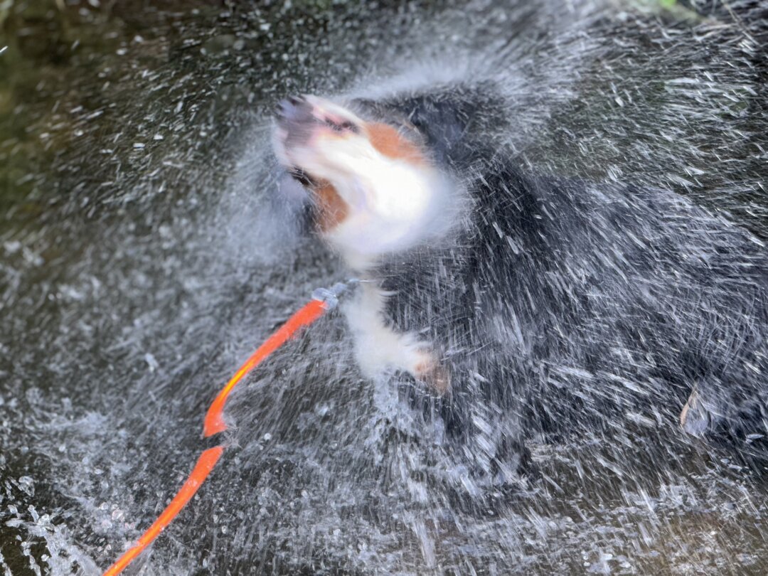 Unser Berner Sennenhund  R&uuml;de Teddy ist unser ganzer stolz. Er macht gerade seine Ausbildung zum Begleithund