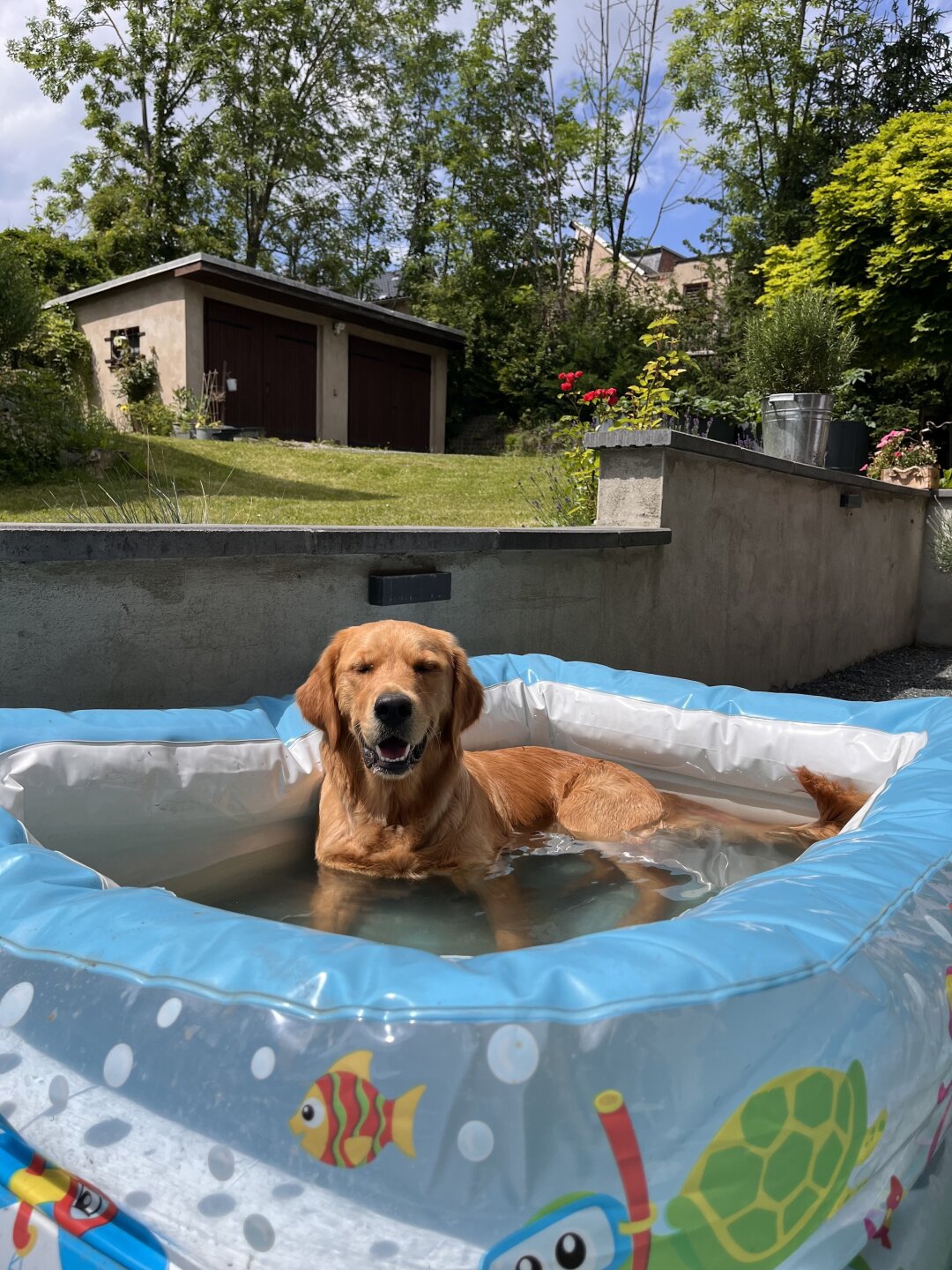 Quintessa ist eine Golden Retriever H&uuml;ndin und seit 9 Monaten bei uns. Sie liebt Wasser und freut sich &uuml;ber ihren eigenen Pool im Garten. Dort k&uuml;hlt sie sich an hei&szlig;en Tagen gern ab. An k&uuml;hleren  und regnerischen Tagen bevorzugt sie Pf&uuml;tzen, vor allem schlammige Pf&uuml;tzen.