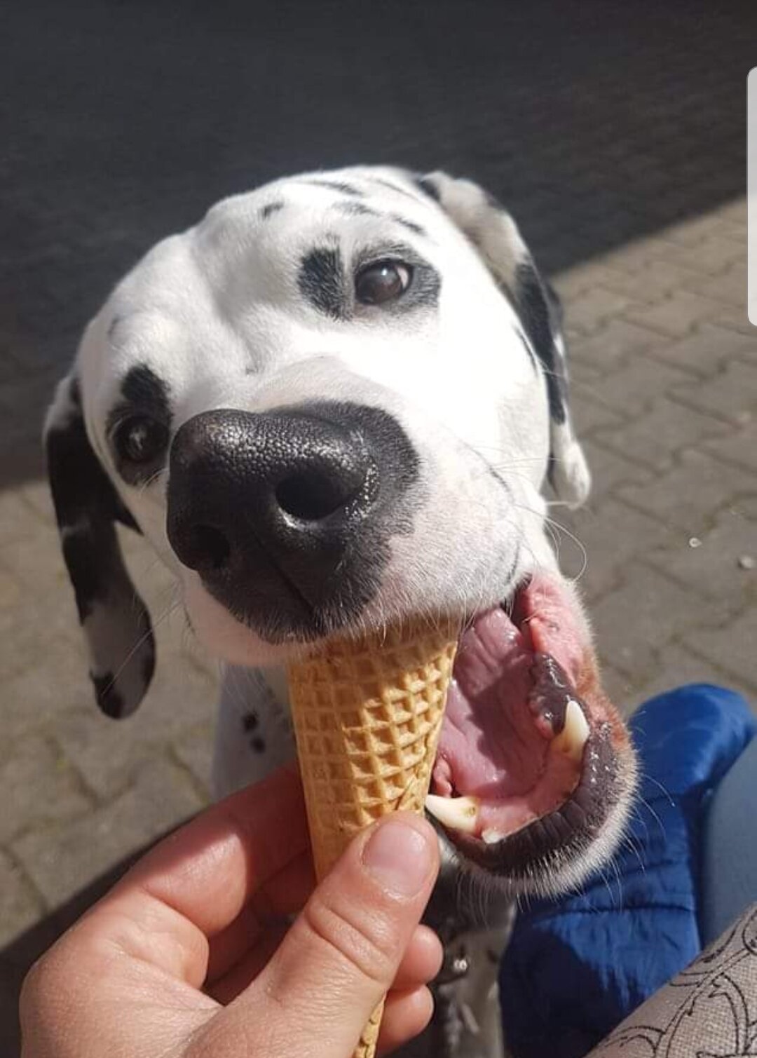 Lucky ist ein aufgeweckter und freundlicher Dalmatiner. Der seine Famile sehr liebt und &uuml;berall dabei ist. Wie zb auch beim Eis Essen &#x1f60b&#x1f60b&#x1f60b