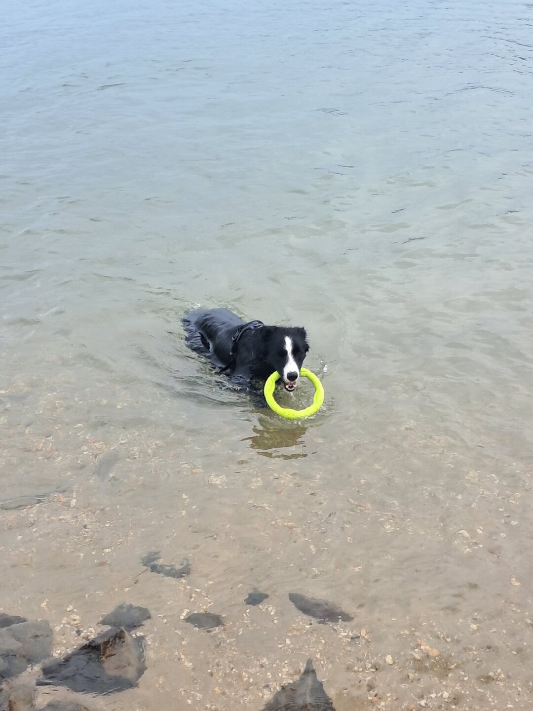 Blinky ist ein liebevoller und lebensfroher Hund. Seit fast 3 Jahren begleitet er uns &uuml;berall mit hin. Wir k&ouml;nnen uns ein zusammen leben ohne ihn nicht mehr vorstellen. Wen man gestresst von der Arbeit kommt ist ein Spaziergang mit ihm der perfekte Ausgleich zum wieder runter kommen und Kraft tanken. Wir sind &uuml;beraus dankbar Blinky als Haustier zu besitzen und freuen uns auf viele weitere gemeinsame Jahre mit sch&ouml;nen Monenten und Abenteuer.  Liebe Gr&uuml;&szlig;e Nicole