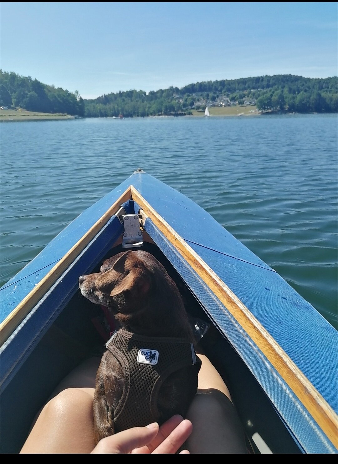 Sommer, Sonne, Entspannung. Ella f&auml;hrt gern mal ne Runde auf der P&ouml;hl mit uns im Faltboot. Sie entspannt auch gern auf dem R&uuml;cken liegend in der Sonne und freut sich ihres Lebens. Sie ist kein Draufg&auml;nger sondern durch und durch Genie&szlig;erhund.