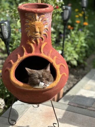 Unser Clemens liebt au&szlig;ergew&ouml;hnliche Schlafpl&auml;tze, gern mit Blick auf seinen Garten und seine Menschen.