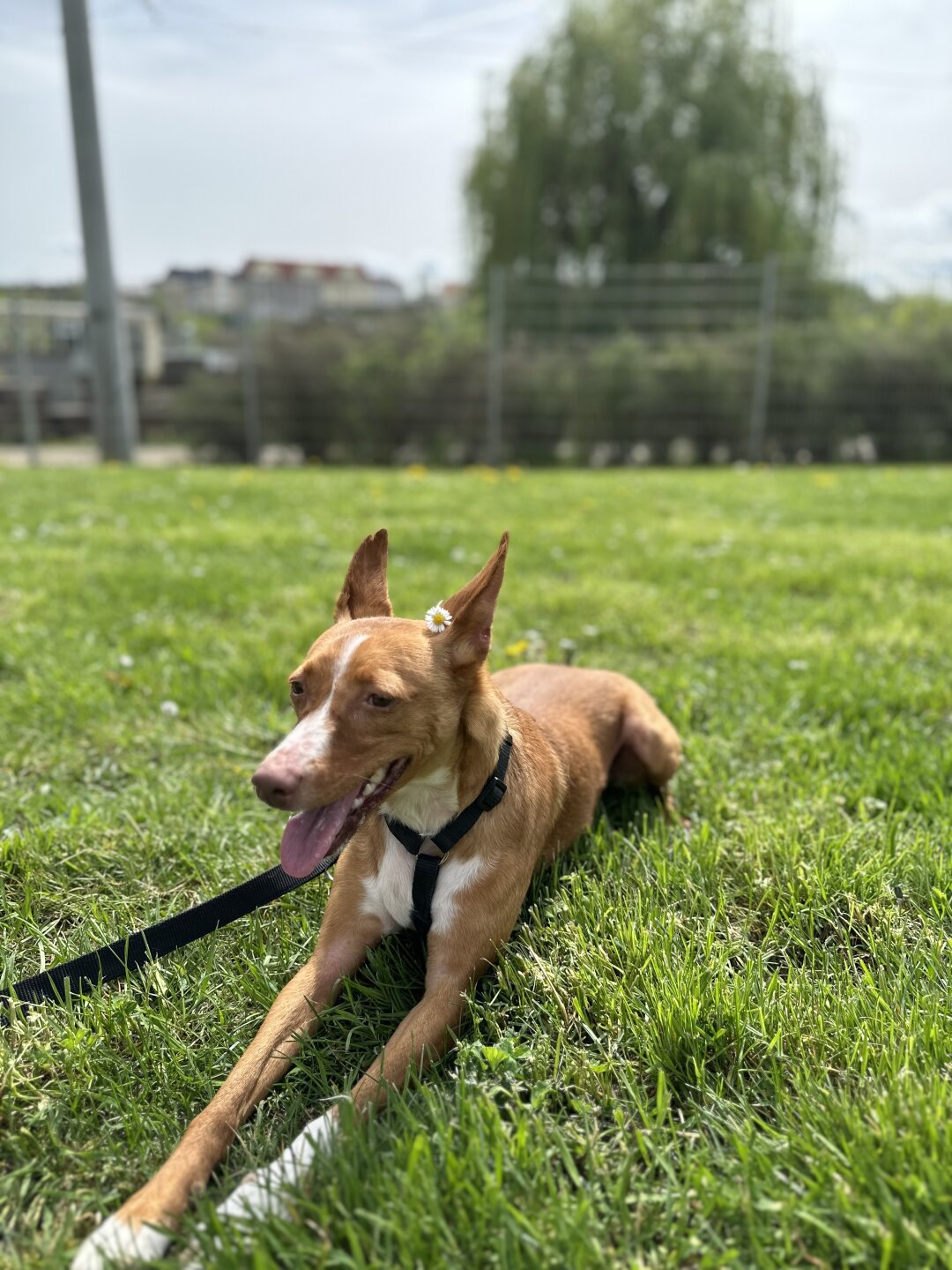 Hallo ihr Lieben,<br />
das ist meine kleine Fellnase Felix, er ist ein Podenco und kommt urspr&uuml;nglich aus Spanien. Dort hat er leider keine sch&ouml;nen Erfahrungen gesammelt. Ein Tierschutzverein hat ihn an eine Pflegestelle nach Deutschland gegeben, welche ihn vor 3 Jahren an mich vermittelt hat. Leider ist von seiner Vorgeschichte nicht viel bekannt, doch ich vermute das der Vorbesitzer sich ihn bei einer Br&uuml;cke entledigt hat und er fortan auf sich gestellt war. Die Vermutung mit der Br&uuml;cke stammt daher, da mehr als panische Angst auf Br&uuml;cken hatte, das hab ich noch nie erlebt. Vermutlich ist er dann bei der Futtersuche auf rivalisierende Hunde getroffen, welchen ihn dann angefallen haben, denn er hatte einige Bisswunden als man ihn fande. Ganz klein, &auml;ngstlich und ohne vertrauen zu Menschen hat man ihn aufgefunden. Nun, Jahre sp&auml;ter, ist er wie ausgewechselt und man kann kaum noch erkennen, dass er mal ein Stra&szlig;enhund war. Felix ist nun ein gl&uuml;cklicher und zufriedener kleiner Vierbeiner. Daher ist das Bild f&uuml;r mich so besonders, wir waren an einem wundersch&ouml;nen Tag spazieren und haben einige tolle Bilder von ihm gemacht. Da habe ich nochmal richtig f&uuml;r mich verinnerlicht was er f&uuml;r eine wundervolle Entwicklung hinter sich gebracht hat. Als ich ihn damals zu mir geholt habe, war ich mental in einer nicht so guten Verfassung. Ich war in einem Loch und kam dort allein nicht mehr raus. Er hat mir innerhalb k&uuml;rzester Zeit soo vieles geschenkt,  was man mit Geld nicht bezahlen kann und hat mich gest&uuml;tzt. Er hat mir geholfen und ich habe ihm aus seinem Loch geholfen. Seit dem sind wir ein unschlagbares Team! Er ist und bleibt meine kleine Fellnase!