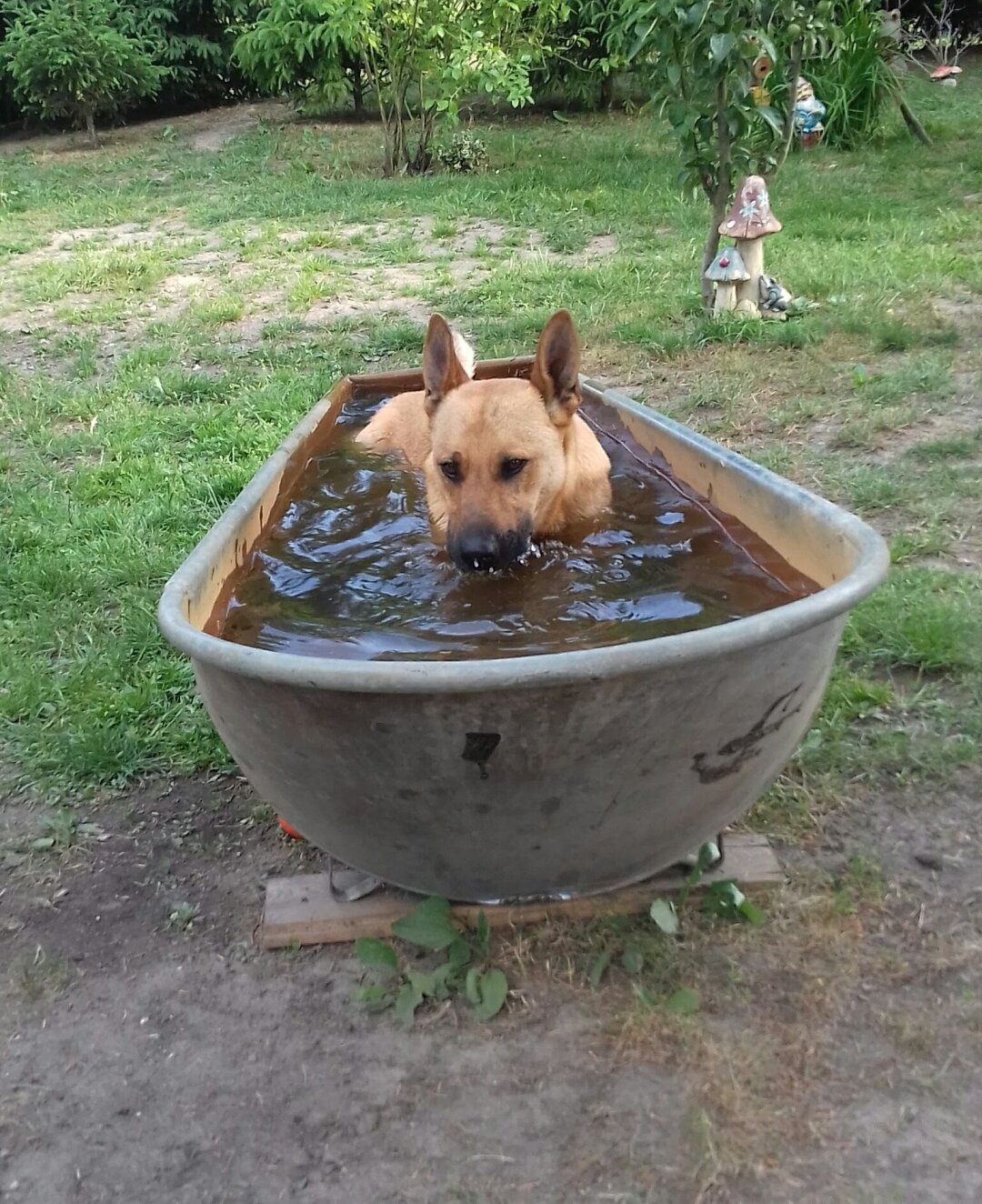 Meine lieben Besitzer f&uuml;llen mir regelm&auml;&szlig;ig meine alte Badewanne und ich freue mich &uuml;ber eine k&uuml;hlende Erfrischung. Das ist echt toll.