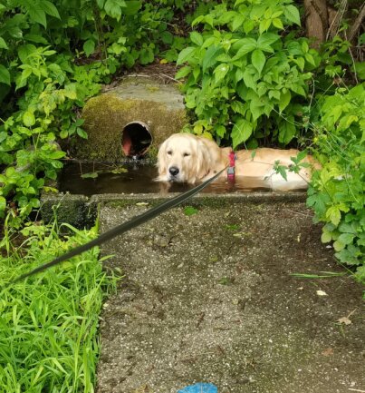 Balou geht gern schwimmen oder w&uuml;hlt sich in Schlamm Pf&uuml;tzen. Holt sehr gern seine Pl&uuml;schtiere