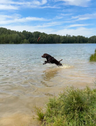 Wenn er merkt, es geht an den See ist er nicht mehr zu halten.