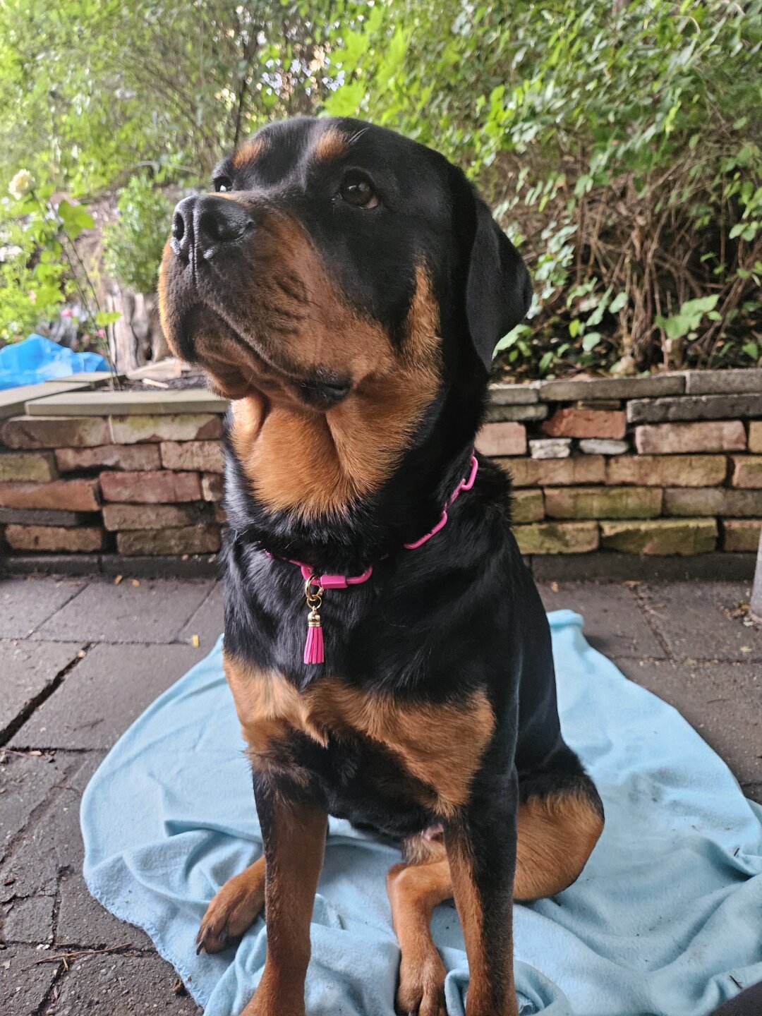 Ich bin eine 1j&auml;hrige Rottweilerh&uuml;ndin und ich hab meine Menschenmama gefunden. Als sie sich zwischen all meinen Br&uuml;dern und Schwestern gesetzt hatte. Ich hatte zu diesem Zeitpunkt noch meine Augen zu. Aber ich wusste da schon, dass ich perfekt f&uuml;r sie bin und sie f&uuml;r mich.