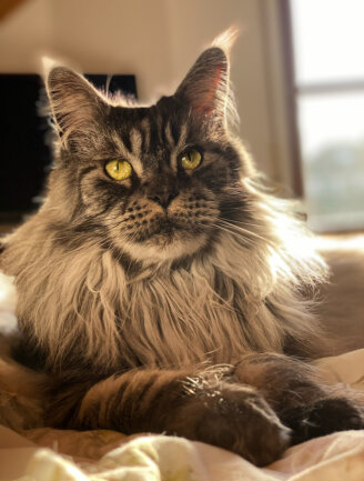 Ozana ist unsere Maine-Coon-Katze und liebt es sich zu Sonnen und V&ouml;gel zu beobachten. Sie ist f&uuml;r jede Streicheleinheit zu haben und liebt es zu Kuscheln. Sie lebt bei uns nicht allein, sondern teilt sich ihr Reich noch mit Gipsy unserer anderen Katze und unserem Hund, Aaron.