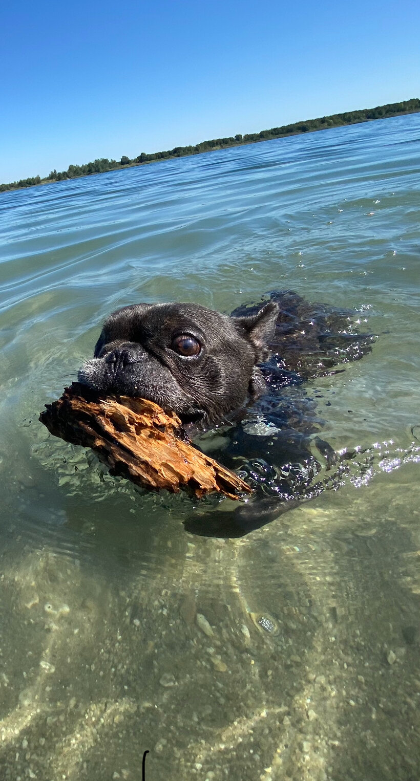 Rudi, der Pirat liebt das Wasser und kann sogar als franz&ouml;sische Bulldogge schwimmen. Mit einer Hundschwimmweste geht das sogar noch besser. Es liebt es Riesen Steine aus dem Wasser zu graben und an Land zu bringen.