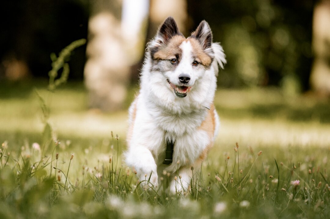 Sunny habe ich seit zwei Jahren. Wir haben schon sehr viel gemeinsam erlebt. Sunny ist ein Schulhund und begl&uuml;ckt damit Sch&uuml;ler, Lehrer und Erzieher an einer Grundschule in der Region. Das ist wohl der gr&ouml;&szlig;te Meilenstein, den wir bisher erreicht haben. Es ist ein Gewinn f&uuml;r alle!