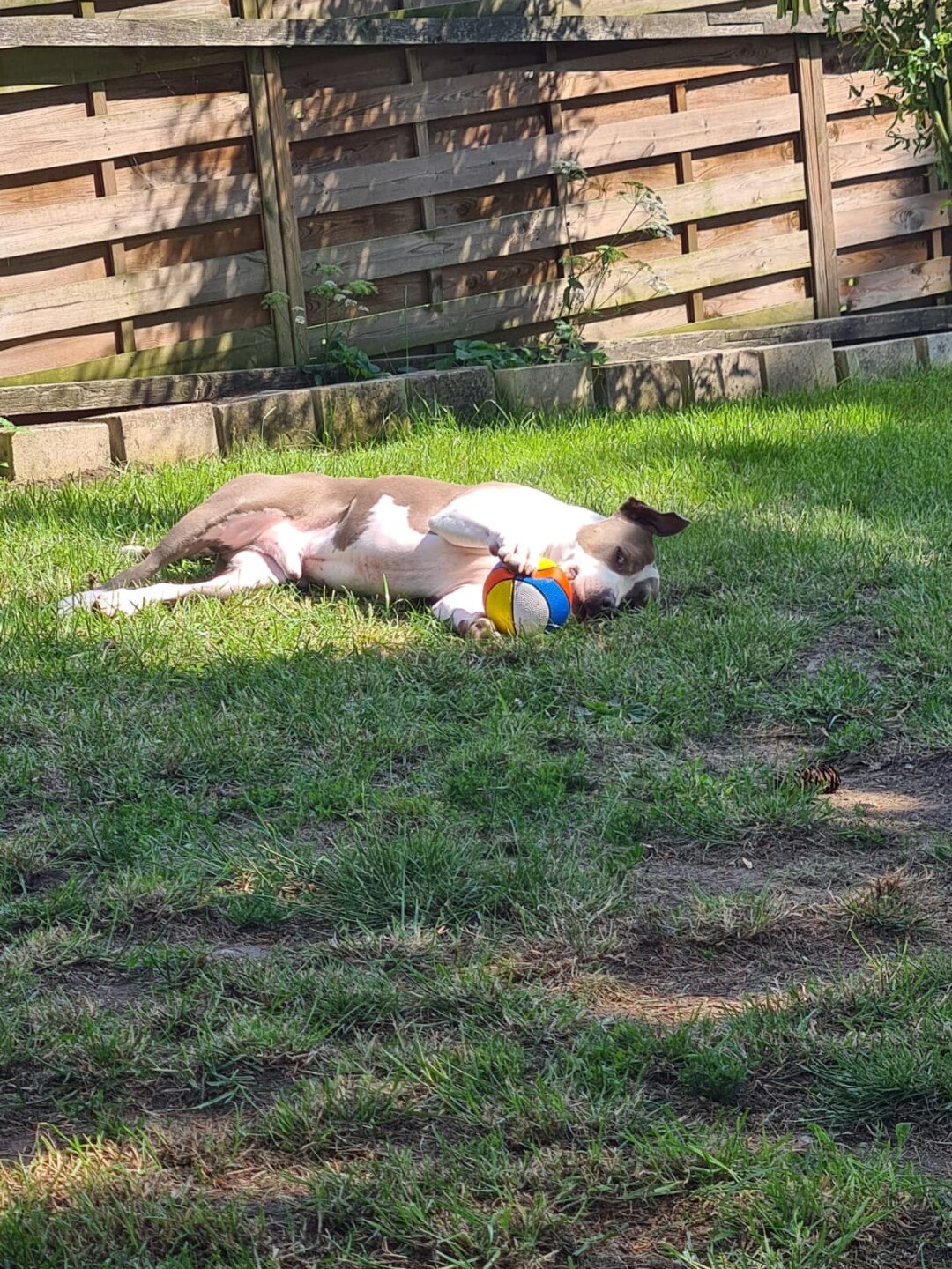 Ich bin Leo ein aufgeregtes Schnitzel :-) <br />
Ich liebe alle Menschen und Tiere am liebsten flitze ich durch mein Garten und treibe Unfug .<br />
Nach der getanen Arbeit hau ich mich in mein Pool und dann sch&ouml;n ne Ride d&ouml;sen sch&ouml;ner kam mein Hunde leben nicht sein .