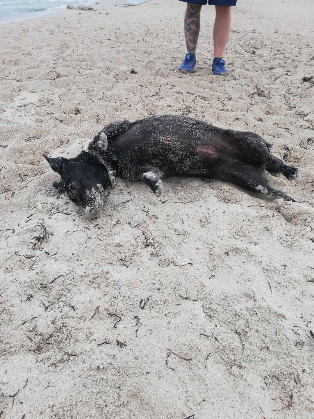 Hier ist unsere Emma am sch&ouml;nen Ostseestrand.<br />
Sie liebt es sich in den Sand zuw&auml;lzen und M&ouml;wen zu jagen &#x1f60a.