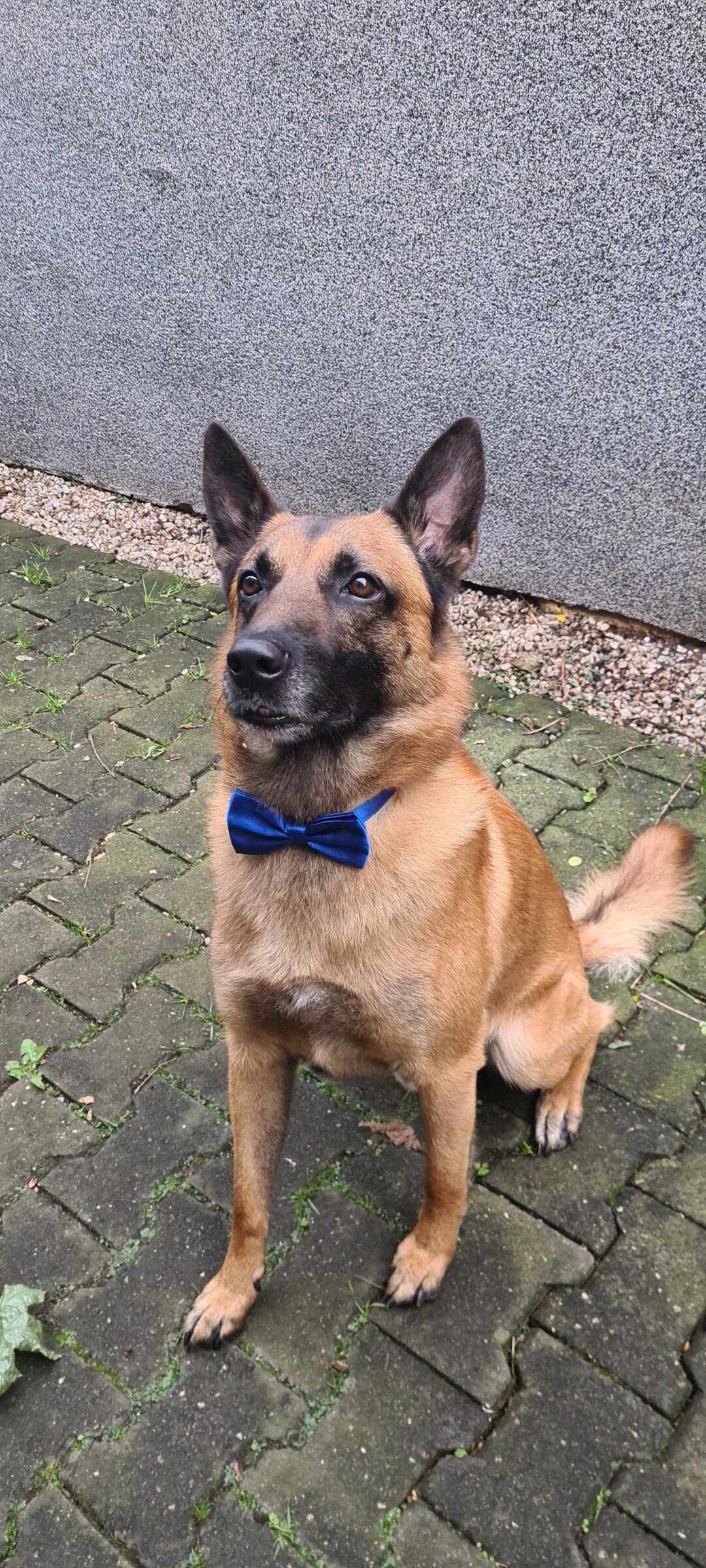 Hallo &#x1f43ei<br />
Ich bin Kaiser, malinois ein belgischer Sch&auml;ferhund , 5 Jahre alt geworden am 21.6.2024.<br />
Lebe seit 5 Jahren in Glauchau .<br />
Seit 3 Jahren leide ich an Epilepsie &#x1f614.<br />
Ich bin ein Wachhund, mit guten Manieren &#x1f609,,lieber essen, spielen und schlafen &#x1f60c<br />
Habe auch ein instagram Account sowie tiktok Account unter dem Namen <br />
Kaiser_malinois. <br />
LG Kaiser &#x1f43e