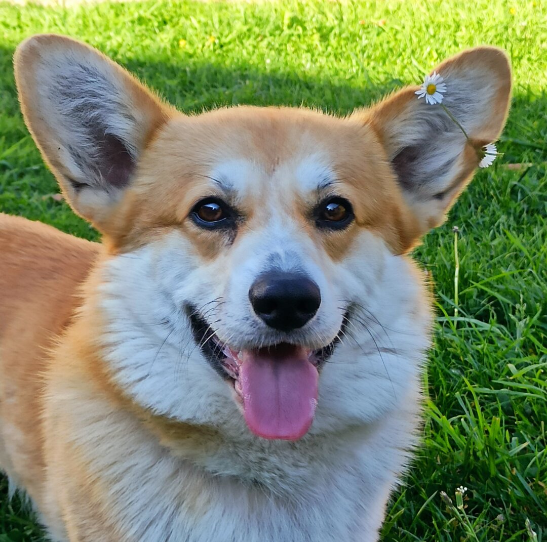 Unser Henry ist ein Sonnenschein. Mit seinem l&auml;chelnden Gesicht macht er uns immer wieder gute Laune. Er liebt es Ball zu spielen, zu kuscheln und macht auch sonst jeden Bl&ouml;dsinn mit. So l&auml;sst er sich zum Beispiel im Sommer von unserer J&uuml;ngsten mit Blumenkr&auml;nzen schm&uuml;cken oder f&auml;hrt auf dem SUP mit.