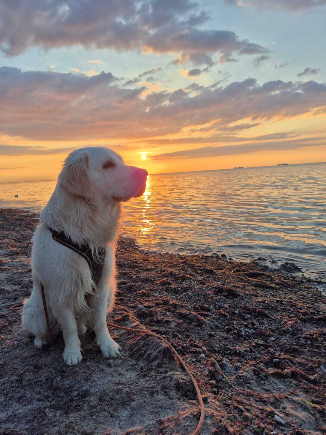 Einen wundersch&ouml;nen Urlaub an der Ostsee verbracht. F&uuml;r Apollo war es das erste Mal &#x1f970