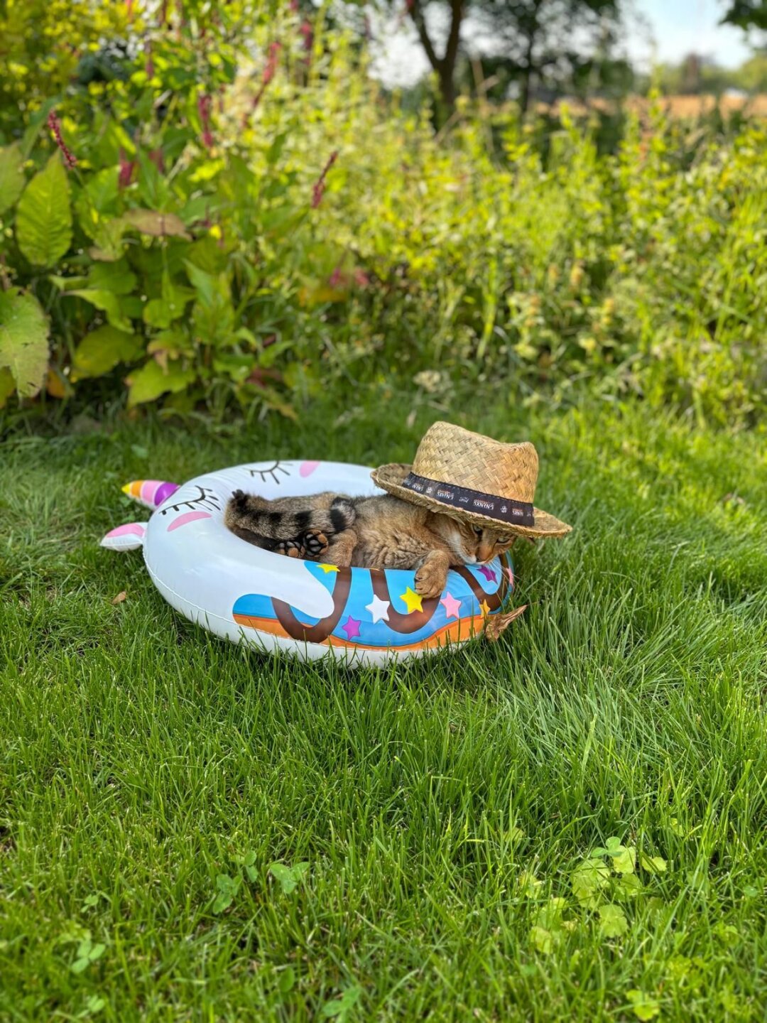 Ich bin der verfressende Kater der Familie und bin Nachts damit besch&auml;ftigt meine Menschen wach zu halten. Ansonsten schlafe ich, fange M&auml;use und Streife durch den Garten und genie&szlig;e mein Leben.