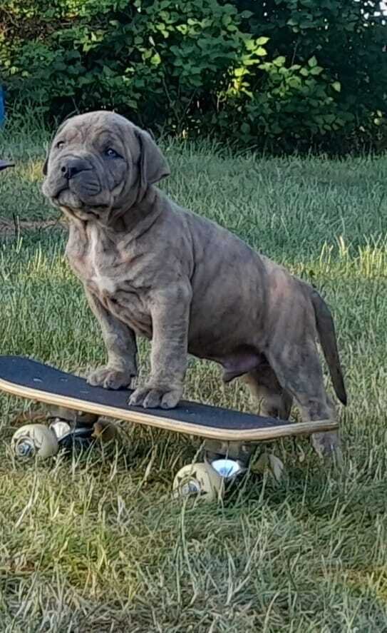 ......er m&ouml;chte &uuml;berall dabei sein, ob spielen, Hundesport und vieles mehr.<br />
Scotty ist einfach ein gute Laune Begleiter