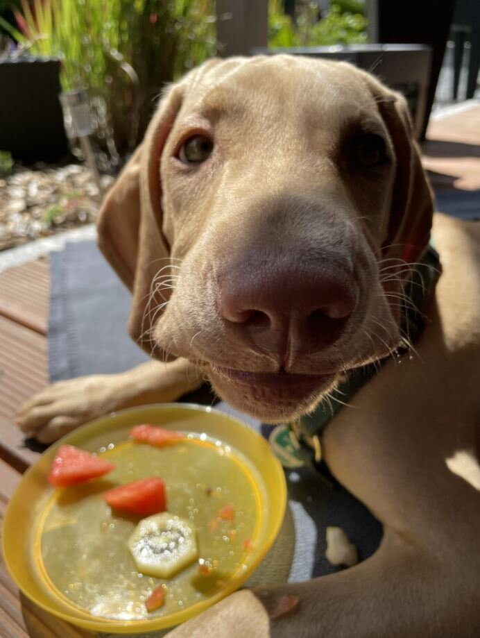 Hallo wir sind Familie M&uuml;ller mit unsern Hans-Peter 4 Monate! Wir haben uns f&uuml;r einen Hund entschieden, weil wir gerne wandern und gern in der Natur sind! Und weil wir einen treuen Begleiter an unserer Seite wollten&#x1f60d!