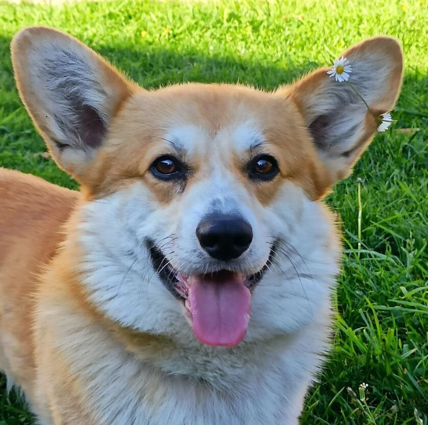 Unser Henry ist ein Sonnenschein. Mit seinem l&auml;chelnden Gesicht macht er uns immer wieder gute Laune. Er liebt es Ball zu spielen, zu kuscheln und macht auch sonst jeden Bl&ouml;dsinn mit. So l&auml;sst er sich zum Beispiel im Sommer von unserer J&uuml;ngsten mit Blumenkr&auml;nzen schm&uuml;cken oder f&auml;hrt auf dem SUP mit.