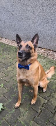 Ich bin Kaiser, malinois ein belgischer Sch&auml;ferhund , 5 Jahre alt geworden am 21.6.2024.<br />
Lebe seit 5 Jahren in Glauchau .<br />
Seit 3 Jahren leide ich an Epilepsie &#x1f614.<br />
Ich bin ein Wachhund, mit guten Manieren &#x1f609,,lieber essen, spielen und schlafen &#x1f60c<br />
Habe auch ein instagram Account sowie tiktok Account unter dem Namen<br />
Kaiser_malinois.<br />
LG Kaiser &#x1f43e