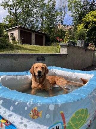 Quintessa ist eine Golden Retriever H&uuml;ndin und seit 9 Monaten bei uns. Sie liebt Wasser und freut sich &uuml;ber ihren eigenen Pool im Garten. Dort k&uuml;hlt sie sich an hei&szlig;en Tagen gern ab. An k&uuml;hleren und regnerischen Tagen bevorzugt sie Pf&uuml;tzen, vor allem schlammige Pf&uuml;tzen.