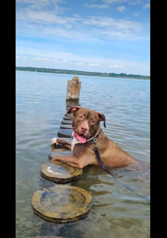 Eddy ist ein American bully xl, der von seinem vorbesitzer ausgesetzt wurde. Nachdem wir dies vom Z&uuml;chter erfahren haben, haben wir uns entschieden, ihm ein super neues leben zu erm&ouml;glichen. Er ist ein riesen baby, der gern vergisst, wie gro&szlig; und schwer er ist. In seinem kopf, ist er ein mini und leicht wie eine feder &#x1f605 ein super familienhund, der aktiv und gerne im familienleben teilnimmt.