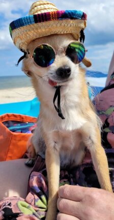 Pete liebt es am Strand zu chillen. Den coolen Look hat er f&uuml;r Frauchen ausnahmsweise mal kurz angezogen. Ansonsten spielt er auch gern Strandpolizei und macht neue Bekanntschaften.