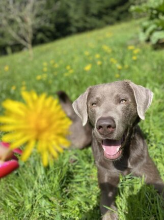 &bdquo;Ein Haus ohne Hund ist wie ein Garten ohne Blumen. &ldquo;