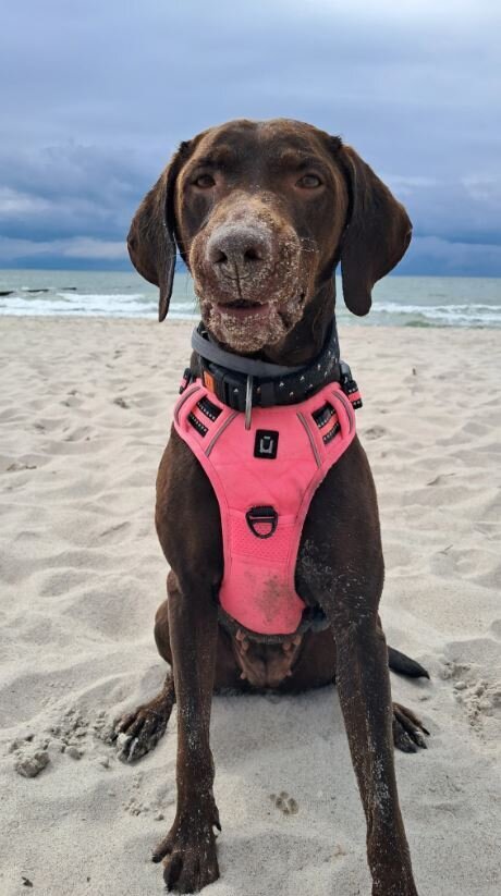 Charly ist eine 3 j&auml;hrige Vizsladorh&uuml;ndin,die voller Lebensfreude und auch mal ohne Ohren ;-) unser Leben bereichert...Kuschelfreundin, Reisebuddy, Seelenhund....zu Coronazeiten gekommen und geblieben....