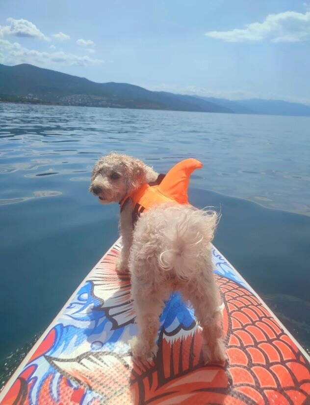 Elli ist sogar auf dem Wasser ein treues Hundem&auml;dchen. In Istrien fl&uuml;chtet sie jedes Jahr mit uns aufs Meer.