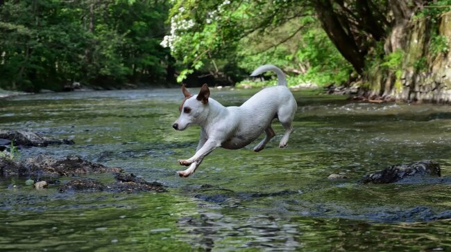 Das war Justy, wir waren 15 Jahre zusammen 24/7. Sie liebte den Sommer. Ein Haustier ist Familienmitglied. Sie geben einen soviel Liebe. Leider ist sie vor 2 Jahren gestorben, aber immer in unseren Herzen .