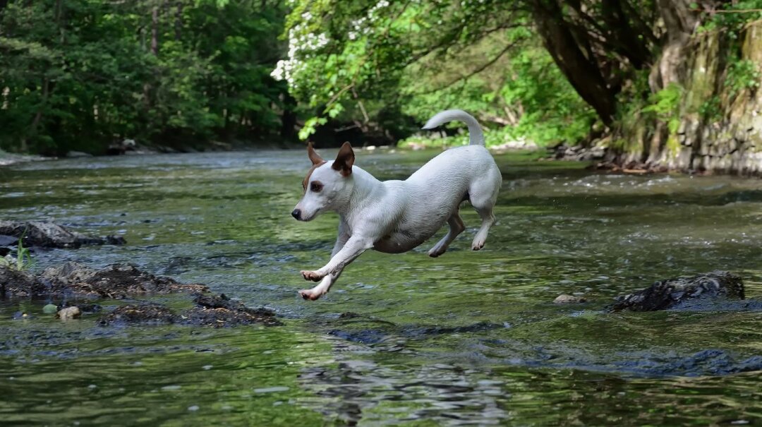 Das war Justy, wir waren 15 Jahre zusammen 24/7. Sie liebte den Sommer. Ein Haustier ist Familienmitglied. Sie geben einen soviel Liebe. Leider ist sie vor 2 Jahren gestorben, aber immer in unseren Herzen .