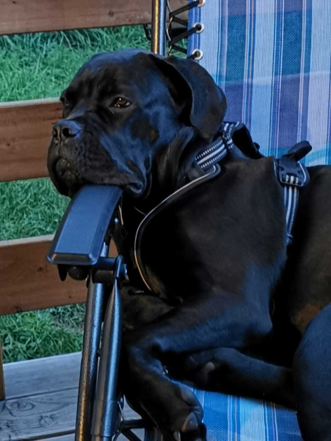 Helga ist eine Cane Corso Mix H&uuml;ndin, Sie liebt Kinder &uuml;ber alles, tobbt gern mit Ihren Hans (Shar Pei) durch den Garten, da kann dann schon mal was umfallen. Ansonsten liebt Sie es zu kuscheln, denkt immer ist ein Schosshund