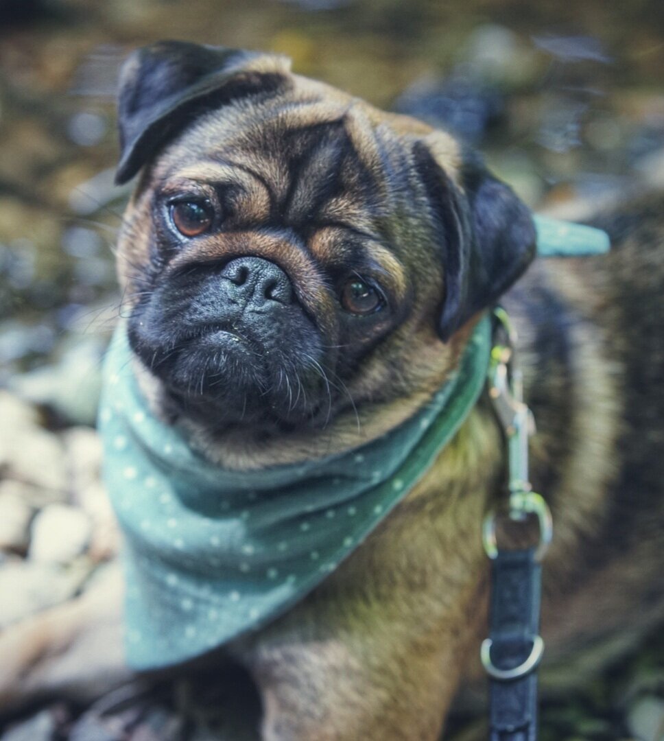 Greta ist eine quirlige Mops dame, die wei&szlig; wie sie einen zum Lachen bringt und es hasst bei Regen raus zu gehen. :D