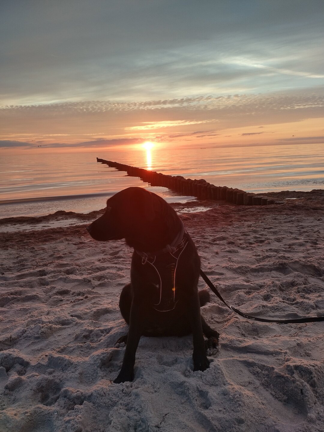 Nelly ist eine ganz liebe und Mega verfressene Labrador Mischlingsh&uuml;ndin. Nelly ist seit sie 12 Wochen alt ist bei uns. Wir haben sie durch unseren Sohn, er hatte sich schon immer einen Hund gew&uuml;nscht.