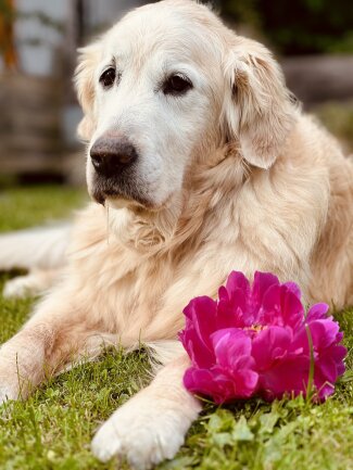 Nelly ist eine 14 j&auml;hrige Golden Retriever H&uuml;ndin und f&uuml;r ihr Alter fit. Sie geht regelm&auml;&szlig;ig zur Physiotherapie und liebt es, mittlerweile mit Schwimmweste, zu schwimmen. Wir hoffen das wir noch eine lange Zeit mit ihr haben.