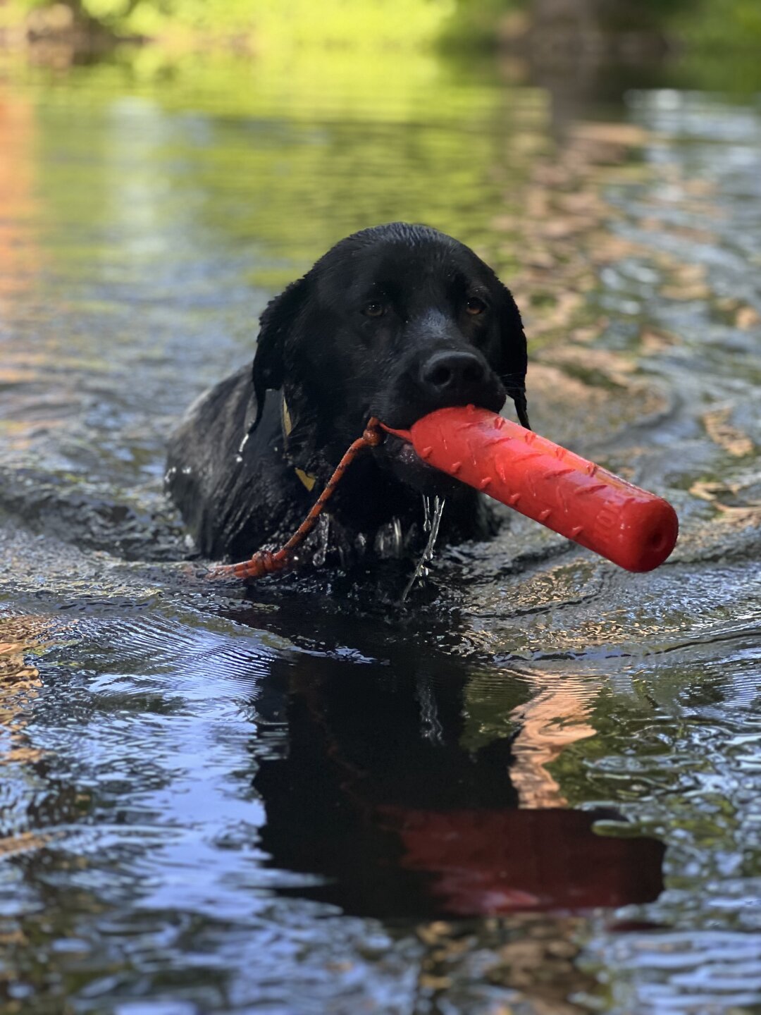 Das hier ist Odin, unser 3 J&auml;hriger Labradorr&uuml;de, welcher schon seit Welpenalter in unserer Familie lebt. Er ist ein richtiger Schmuseb&auml;r und liebt es zu schwimmen. Bei uns wohnt er jedoch nicht allein, sondern zusammen mit seinem gleichaltrigen Bruder Balu, welcher hier ebenfalls teilnimmt. Vielleicht habt ihr ihn ja schon gesehen ;)