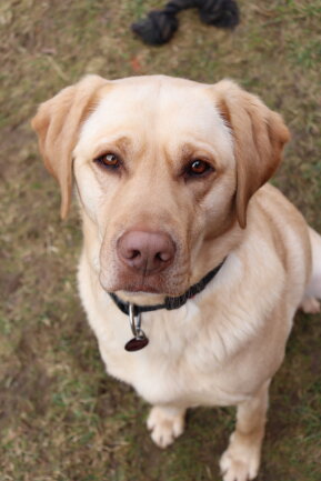 Das ist unser 3-J&auml;hriger Labrador R&uuml;de Balu. Er ist bereits im Welpenalter bei uns eingezogen. Zusammen mit seinem Bruder Odin schafft er es viele unvergessliche Momente zu kreieren und hat uns schon einige Male zum Lachen gebracht.