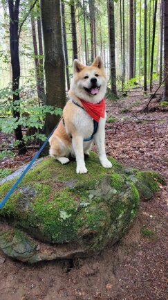 Kiro ist bei uns seitdem er ein kleiner Welpe ist. Er ist ein Teil unserer Familie und steht sehr gern im Mittelpunkt. Dass er ein H&uuml;bscher ist, ist ihm bewusst und zieht auf Spazierg&auml;ngen alle Blicke auf sich. Leckerli staubt er gern bei Nachbarn ab. Er ist immer mit dabei: am Meer in Kroatien und D&auml;nemark, auf dem Boot, ... Sein Job ist es unseren Hof zu bewachen.