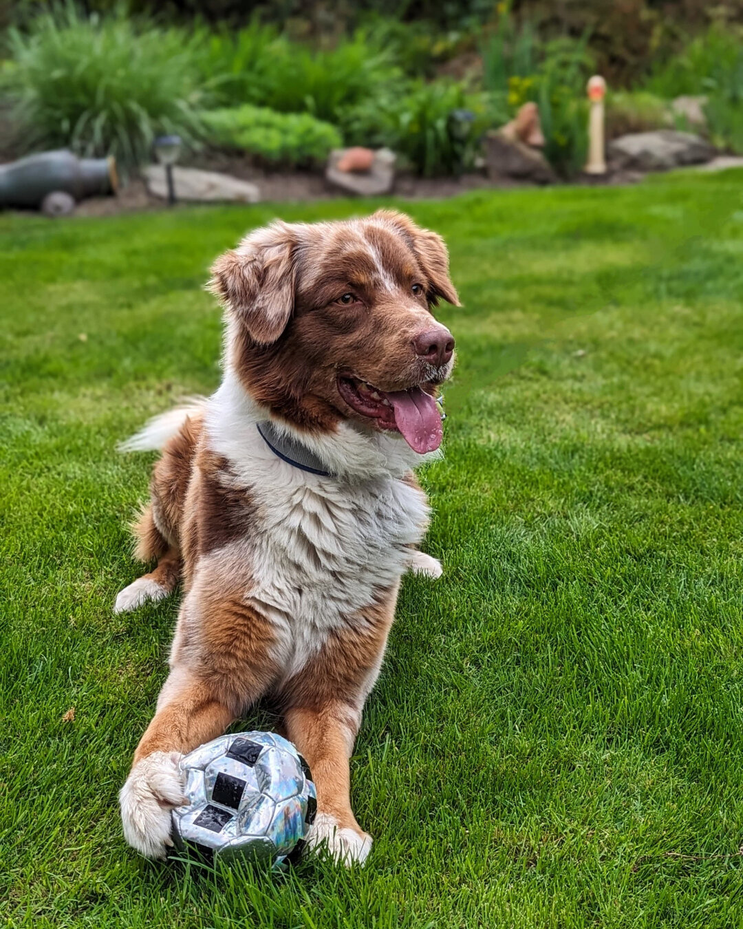 Ich und meine 2 T&ouml;chter (5,11)haben Blue seit er 10 Wochen ist bei uns <br />
Ich bin selbst mit Hunden aufgewachsen und m&ouml;chte auch das meine T&ouml;chter mit diesen tollen Erfahrungen aufwachsen . <br />
Er ist nicht nur ein vollwertiges Familienmitglied sondern auch Trostspender , bester Freund und tollster Kuschelpartner &uuml;berhaupt . <br />
Ein Leben ohne unseren Blue ist f&uuml;r uns nicht mehr vorstellbar