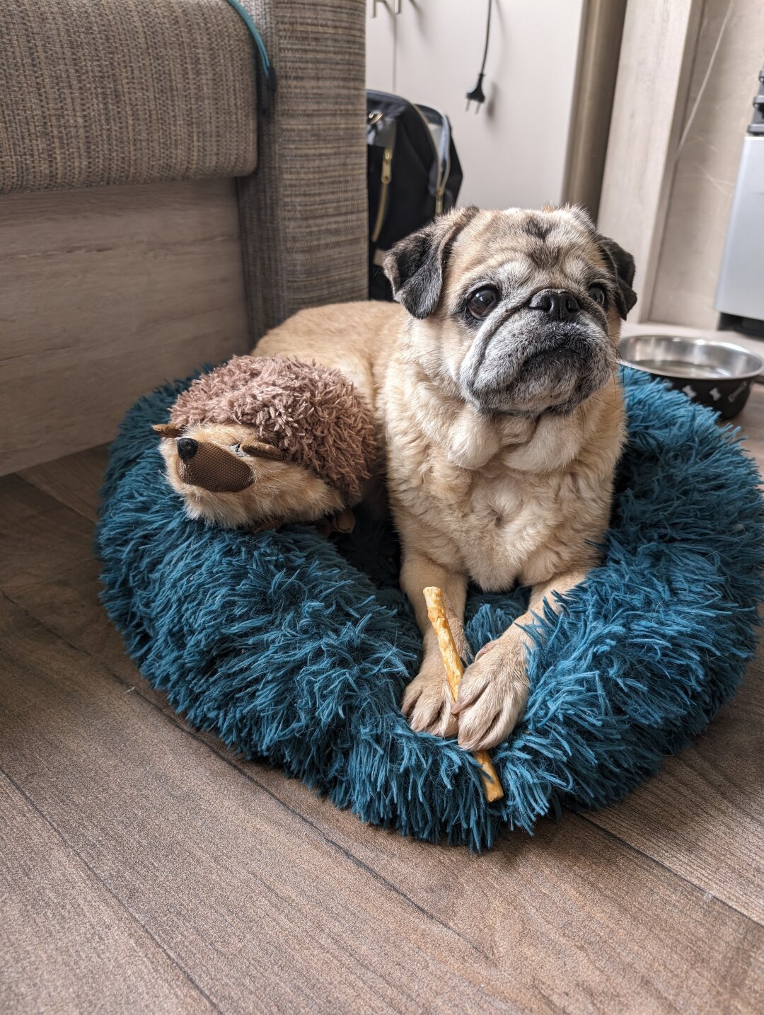 Kurt ist seit seinem Welpenalter bei uns und mittlerweile ein Vollzeit Rentner. Er meckert wenn er Tiere im Fernseher sieht, lange Strecken schafft er altersbedingt nicht mehr daher ist ein Hunde-Buggy unser beliebter Begleiter in dem hat er immer den &Uuml;berblick. Aber an erster Stelle stehen seine geliebten Leckerlis!