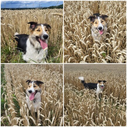 Aufgeweckter, lieber Hund mit einem gro&szlig;en Herzen voller Liebe, die er seinem Menschen gibt.