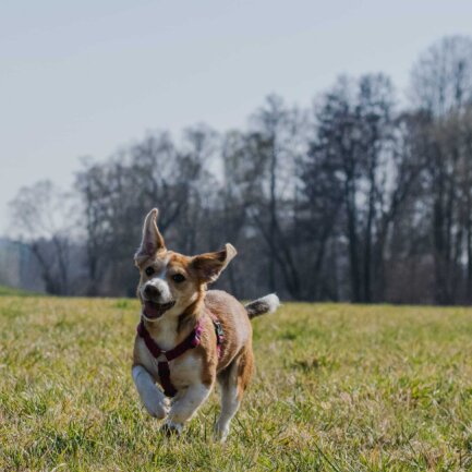 Jette ist ein Jack Russel Mischling und ist eine treue Seele. Sie liebt es zu kuschen und bei Spazierg&auml;ngen B&auml;llen oder St&ouml;ckchen zu spielen.